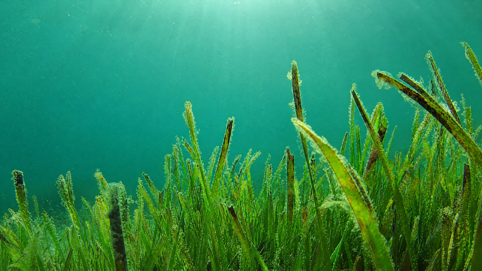 Морские водоросли в косметике: 5 видов и их свойства